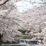 桜7分咲き2